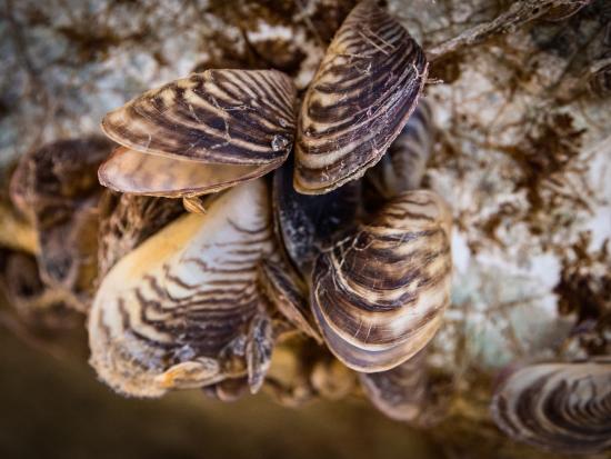 Invasive mussels encrusted on the hull of a boat