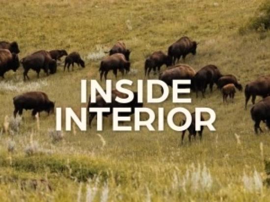 Buffalo in a brown grassy field