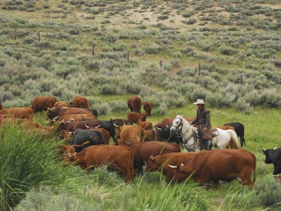 Person on horseback herding cattle through grassy field with hills in the background