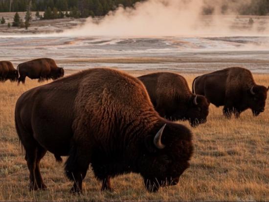 Yellowstone Bison Herd