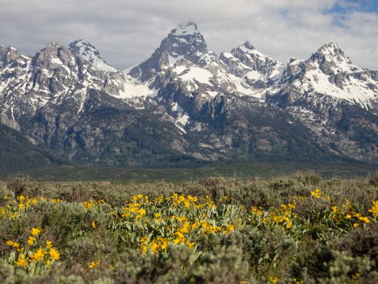 A field of yellow flowers against a backdrop of the Grand Tetons covered in snow