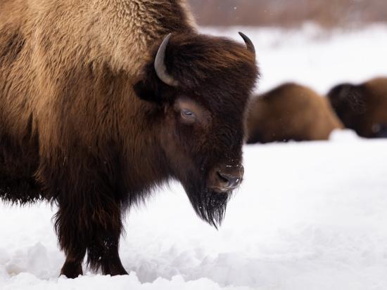 Bison herd