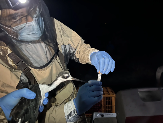 A man in a protective suit holds a bird and some veterinary equipment.