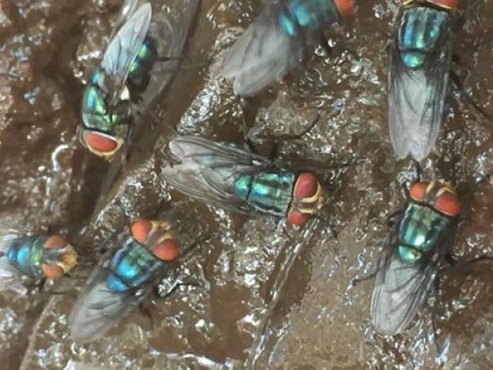 An image of flies.