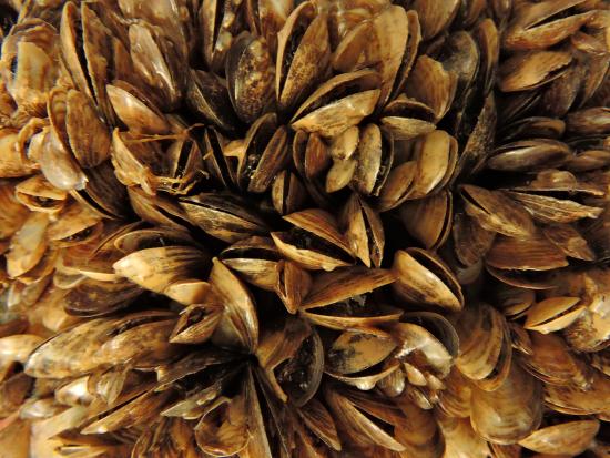 Invasive mussels