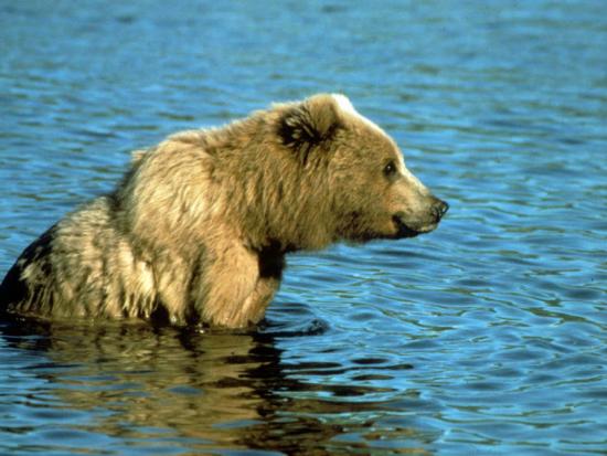 Closeup of a brown bear sitting in a creek