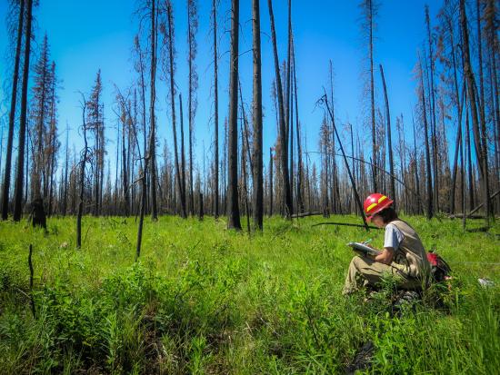A woman wearing a hard hat sits on a charred log with a red backpack beside her. She holds a clipboard in her hand, braced on her leg, and leans forward to write. She’s in a field of green plants dotted with a few flowers. Blackened trees are scattered throughout the field, pointing toward the clear blue sky. In the distance, they give the appearance of a solid wall of black trunks.
