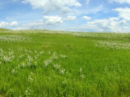 A beautiful green grassland with white flowers in bloom under a partly cloudy sky