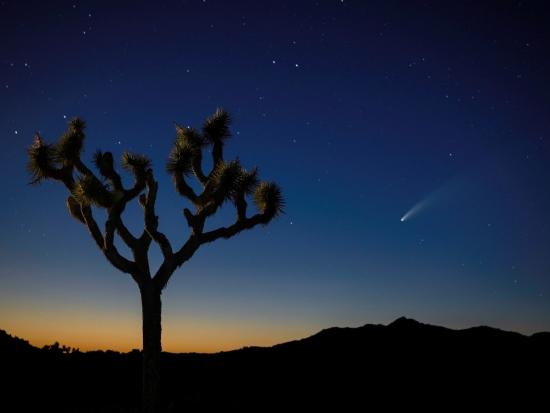 A Joshua tree stands alone in the twilight, against silhouetted mountains in the distance at Joshua Tree National Park. Photo by National Park Service.
