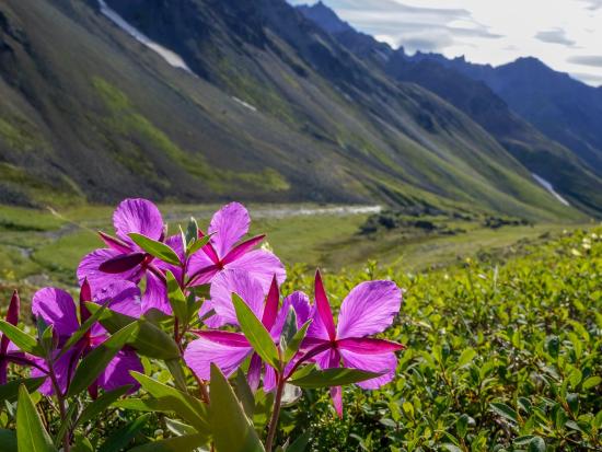 Pink flowers in a green field in front of mountains