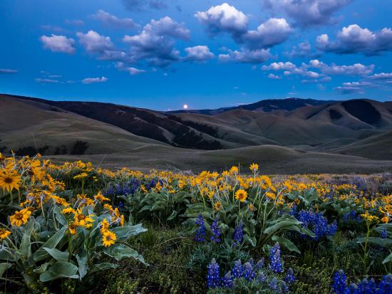 Full moon rising over a field of flowers at Lemhi Pass.
