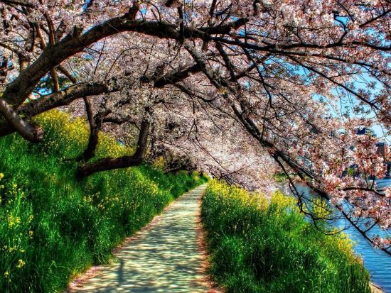 Spring In The Parks