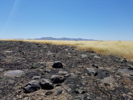 : Invasive grasses are fueling large fires in dryland ecosystems across the southwestern U.S., including at Agua Fria National Monument in central Arizona. Photo by Katie Laushman, USGS.