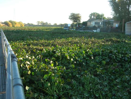 What appears to be a lush blanket of ground cover is in fact a major infestation of South American Water Hyacinth.