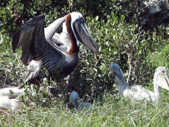 Adult and juvenile nesting brown pelicans 
