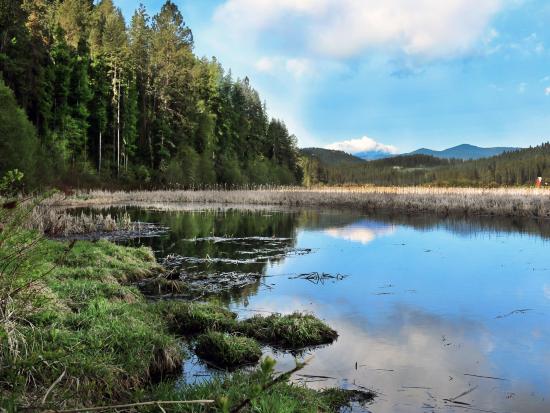 A forested wetland area