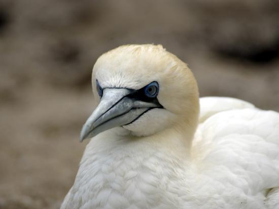 Gannet head