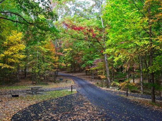 A campground road with individual sites visible surrounded by trees beginning to turn yellow, red, and orange for fall. Fallen leaves sprinkle the ground.