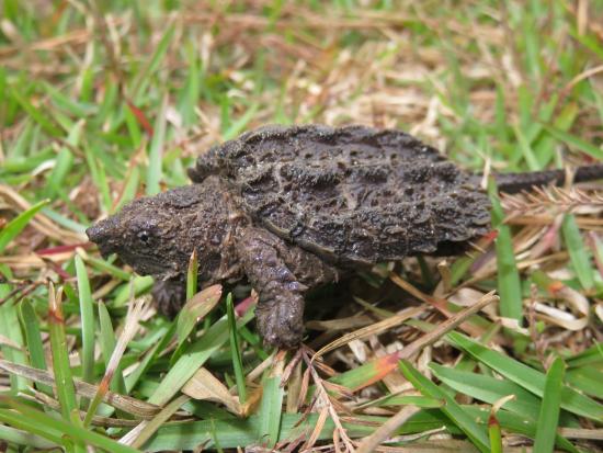 An alligator snapping turtle hatchling crawls through grass
