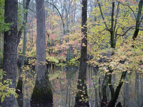 Fall foliage at Cache River National Wildlife Refuge.