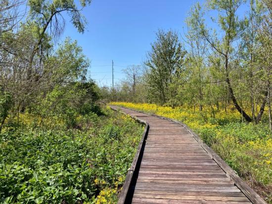  Wildflowers in bloom near a trail in Bayou Sauvage Urban National Wildlife Refuge