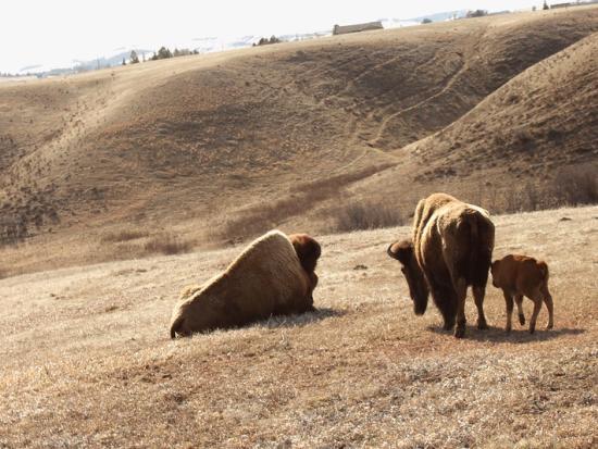 Bison family relaxing in a pasture in the Charles M. Russell National Wildlife Refuge 