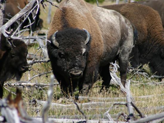 Close up of bison herd in grassy area