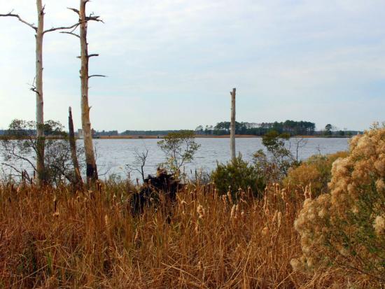 Brown marshes with dead trees in the foreground and on the horizon.