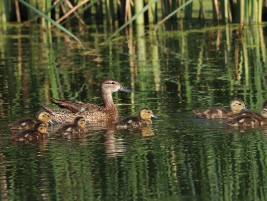 One blue-winged teal hen and seven ducklings at Huron Wetland Management District