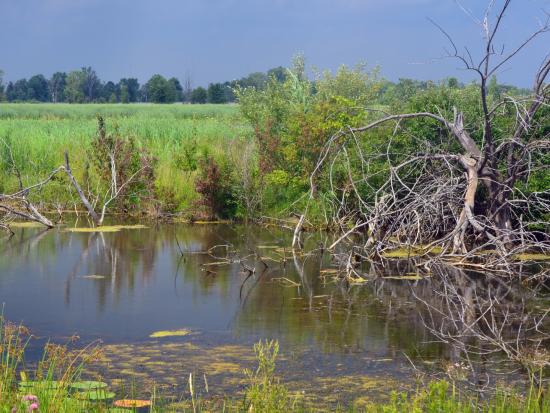 Wetlands and trees under a clear blue sky.