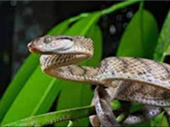 Brown Tree Snake on Guam