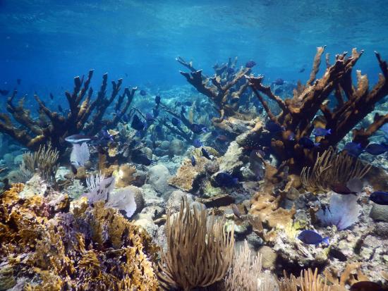 Branch like underwater reefs and colorful fish. 