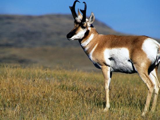 Pronghorn antelope in grassy field