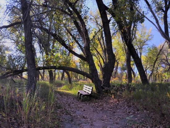 Wooden bench under trees at Confluence Trail at Fort Laramie National Historic Site.