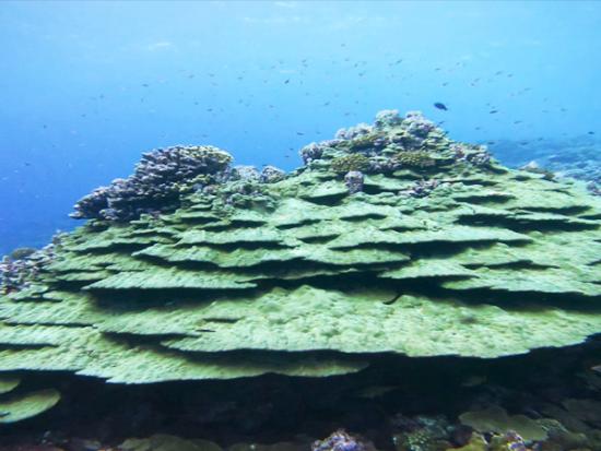 Coral Reef Initiative And Natural Resources
