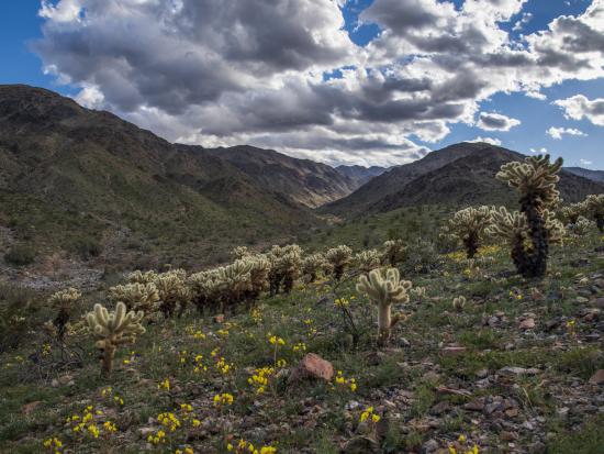 The Corn Springs Campground is located deep in a canyon of the Chuckwalla Mountains.