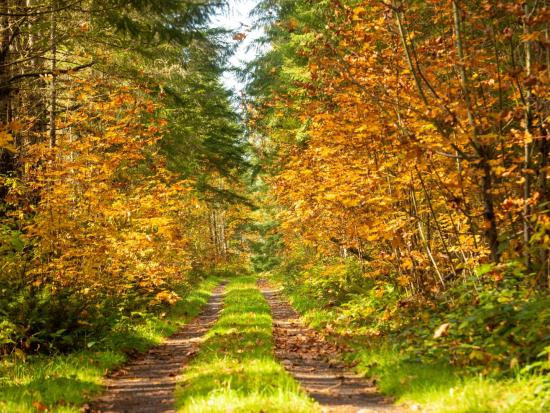 Grassy dirt trail surrounded by trees with changing autumnal leaves. 