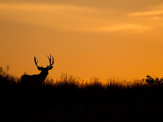 A deer silhouette at sunset in a National Wildlife Refuge