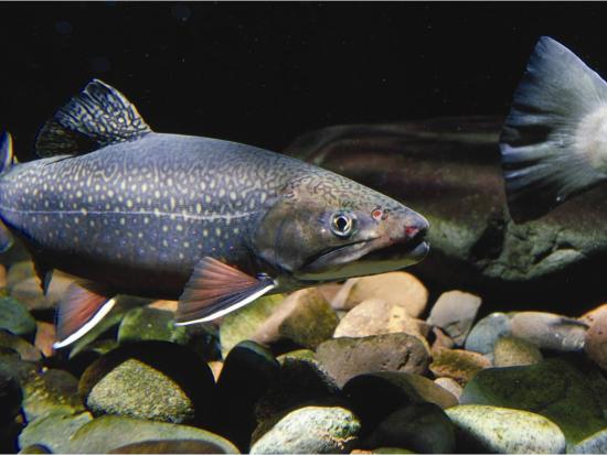 Close up of two fish swimming in a gravel bottom body of water