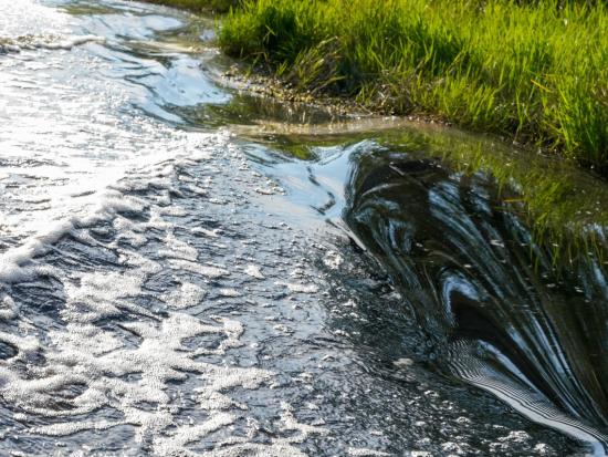 Ripples of water in a river flow past a bank with green grass