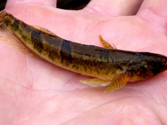 A small freshwater fish lying in a person's hand