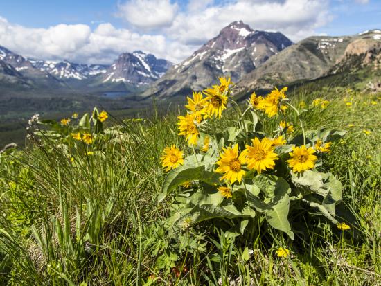 Arrowleaf balsamroot (yellow flowers) in the foreground with snow-covered mountains in the background.