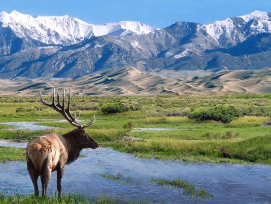 great_sand_dunes_np_bull_elk_nps_photo