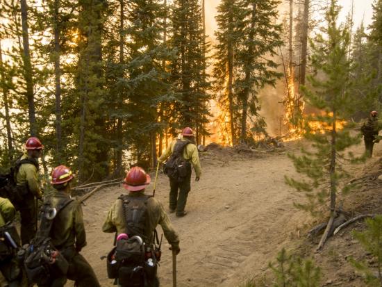 A group of firefighters walk towards a wildfire in a forest