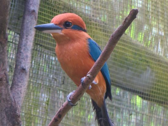 Orange colored bird with blue wings perched on a tree branch. 