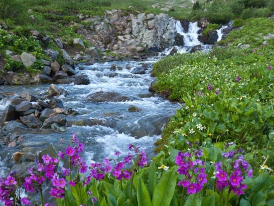 Peaceful mountain slopes carpeted in summer wildflowers at Handies Peak Wilderness in Colorado.