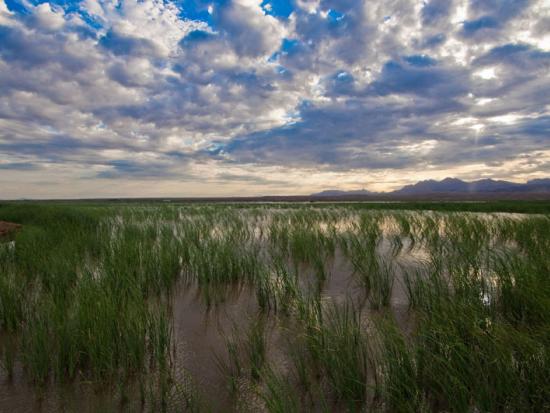 Marsh vegetation and open water under a cloudy sky.
