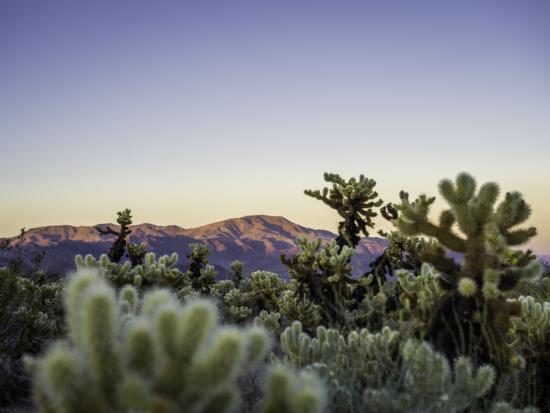 Cholla cactus at Joshua Tree National Park.