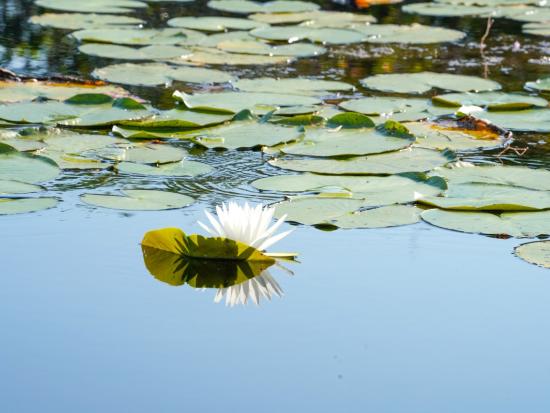 A view of lilly pads in a marsh
