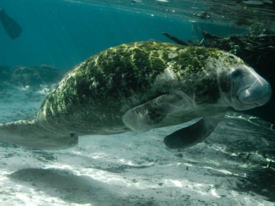Manatee swimming along the Florida coastline